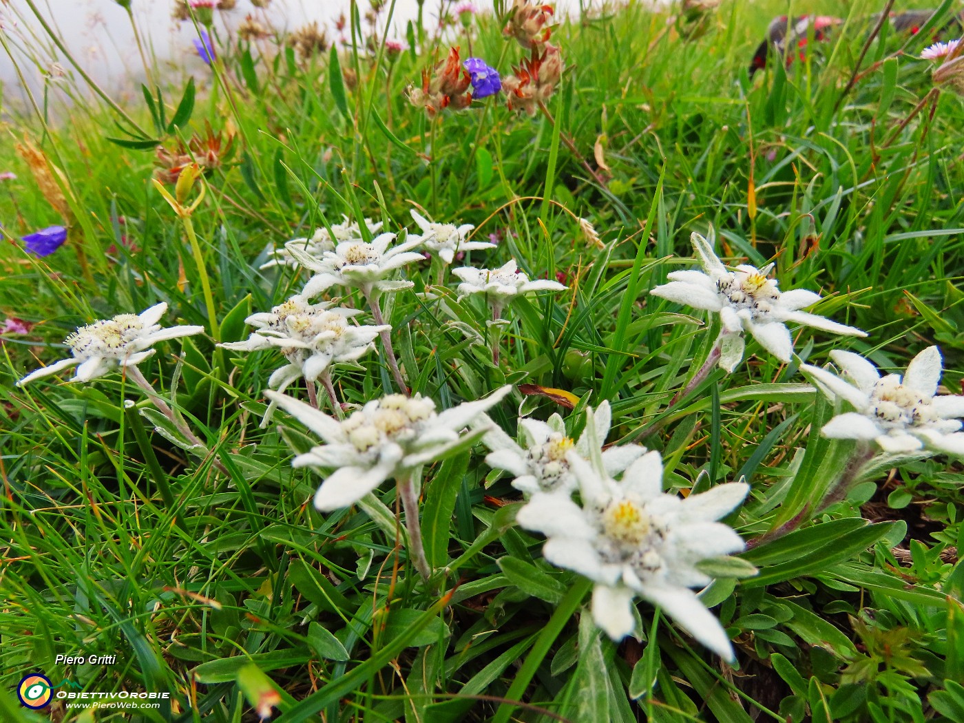 53 Leontopodium alpinum (Stella alpina).JPG